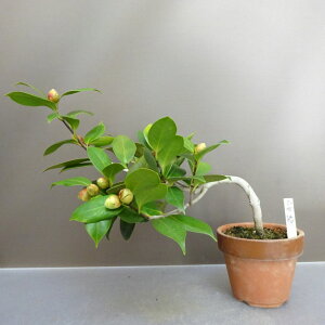 ~     22cm ΂ Camellia japonica coL coL Ύ ӏܗp Ϗܗp i