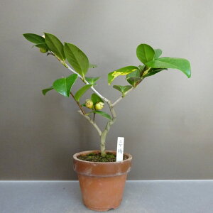 ~     27cm ΂ Camellia japonica coL coL Ύ ӏܗp Ϗܗp i