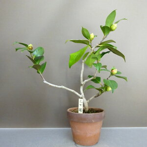 ~     28cm ΂ Camellia japonica coL coL Ύ ӏܗp Ϗܗp i