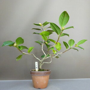 ~     32cm ΂ Camellia japonica coL coL Ύ ӏܗp Ϗܗp i