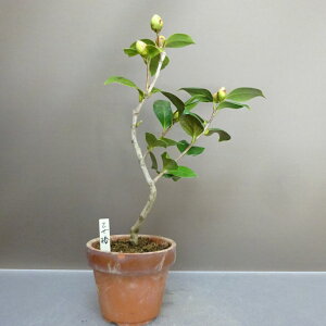 ~    31cm ΂ Camellia japonica coL coL Ύ ӏܗp Ϗܗp i