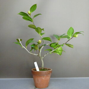 ~     35cm ΂ Camellia japonica coL coL Ύ ӏܗp Ϗܗp i