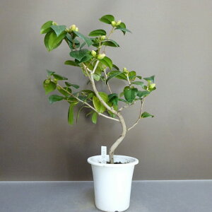 ~  ̏   38cm ΂ Camellia japonica coL coL Ύ ӏܗp Ϗܗp i