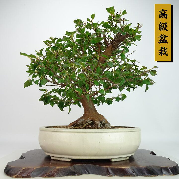 楽天市場】盆栽 姫沙羅 樹高 約33cm ひめしゃら 高級盆栽 Stewartia 