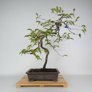 ~  IJ  47cm  TN o t Ϗܗp i