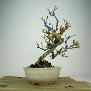�~�� �؉Z ���� ��24cm �ڂ� Chaenomeles speciosa �{�P �ԉ� �o���� �{�P�� ���t�� �ӏ� �Ϗܗp ���i ��������