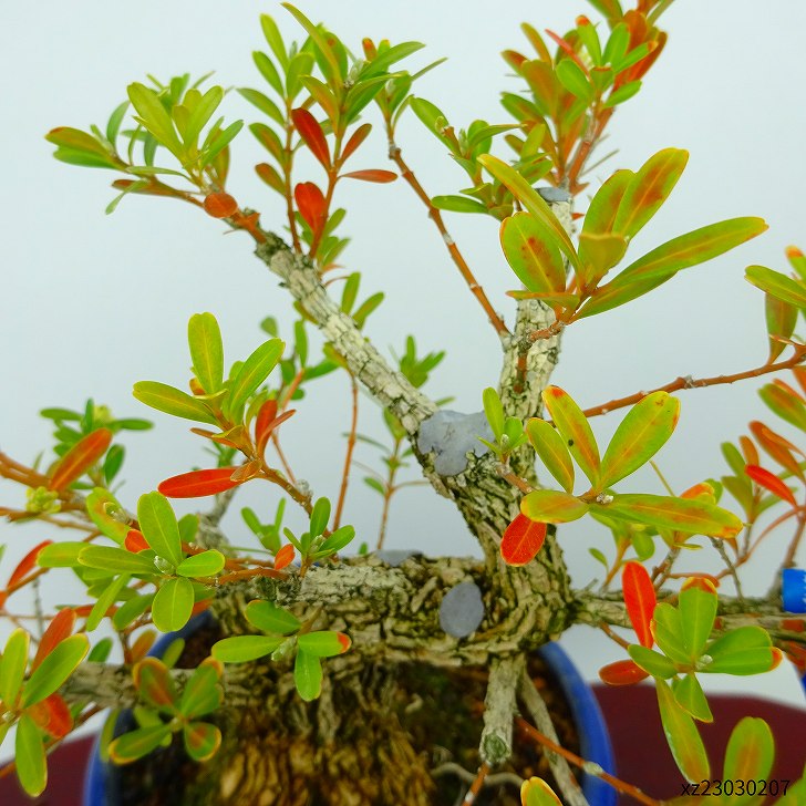 楽天市場】盆栽 台湾黄楊 樹高 約19cm たいわんつげ タイワンツゲ 柘植