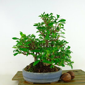 盆栽 梔子 樹高 約18cm くちなし Gardenia jasminoides クチナシ アカネ科 クチナシ属 常緑樹 小品 現品