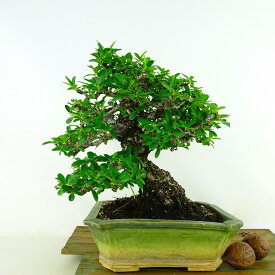 盆栽 ピラカンサ 樹高 約19cm Pyracantha バラ科 常緑樹 観賞用 小品 現品
