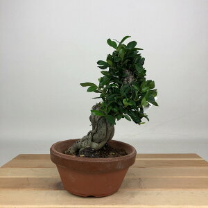 ~ q  16cm Ȃ Gardenia jasminoides N`iV AJl N`iV Ύ ӏܗp Ϗܗp i i 