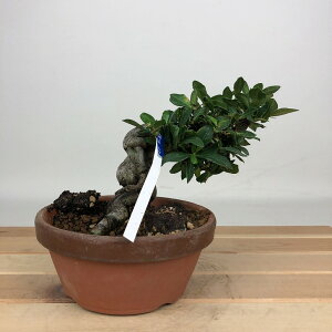 ~ q  10cm Ȃ Gardenia jasminoides N`iV AJl N`iV Ύ ӏܗp Ϗܗp i i 
