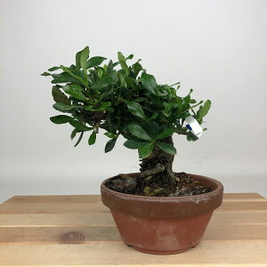 ~ q  13cm Ȃ Gardenia jasminoides N`iV AJl N`iV Ύ ӏܗp Ϗܗp i i 