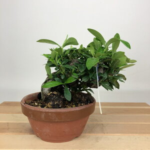 ~ q  11cm Ȃ Gardenia jasminoides N`iV AJl N`iV Ύ ӏܗp Ϗܗp i i 