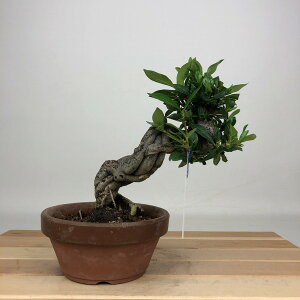 ~ q  15cm Ȃ Gardenia jasminoides N`iV AJl N`iV Ύ ӏܗp Ϗܗp i i 
