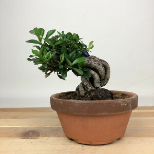 ~ q  10cm Ȃ Gardenia jasminoides N`iV AJl N`iV Ύ ӏܗp Ϗܗp i i 