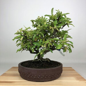 ~ sJT  27cm Pyracantha o Ύ ӏܗp Ϗܗp i 