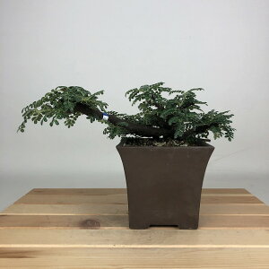 ~ R  7cm 񂵂傤 Osteomeles anthyllidifolia C\UVE o emEE Ύ ӏܗp Ϗܗp i i 