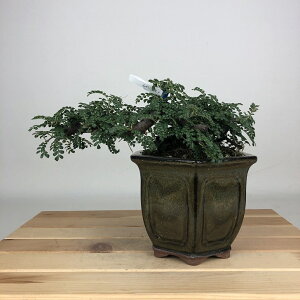 ~ R  8cm 񂵂傤 Osteomeles anthyllidifolia C\UVE o emEE Ύ ӏܗp Ϗܗp i i