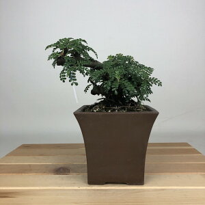 ~ R  10cm 񂵂傤 Osteomeles anthyllidifolia C\UVE o emEE Ύ ӏܗp Ϗܗp i i