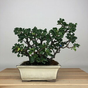 ~ ~ ~  17cm 傤΂ Chaenomeles japonica 'Chojubai' `EWoC o {P t ӏܗp Ϗܗp i i 