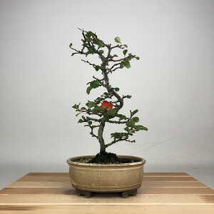 ~ ~ ~  24cm 傤΂ Chaenomeles japonica `EWoC o {P t ӏ Ϗܗp i