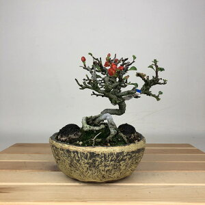 ~ ~ ~  12cm 傤΂ Chaenomeles japonica `EWoC o {P t ӏ Ϗܗp i i