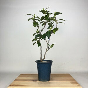 �~�� �� �{�� ���� ��38cm �΂� Camellia japonica �c�o�L �c�o�L�� ��Ύ� �Ϗܗp ���i