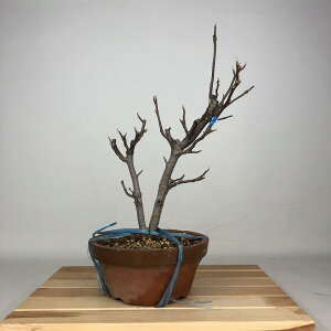 ~ ؘ@  36cm  Magnolia liliiflora N N N t ӏ Ϗܗp i 