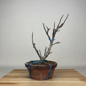 ~ ؘ@  26cm  Magnolia liliiflora N N N t ӏ Ϗܗp i