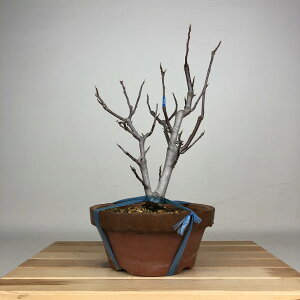 ~ ؘ@  31cm  Magnolia liliiflora N N N t ӏ Ϗܗp i 