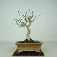 盆栽 梅擬 樹高 約21cm うめもどき Ilex serrata ウメモドキ 実物 モチノキ科 落葉樹 鑑賞 観賞用 現品 …