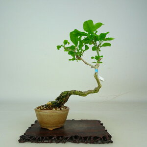 �~�� �^�| ���� ��18cm �܂�� Euonymus sieboldianus �}���~ ���� �g�t �j�V�L�M�� ���t�L�t�� �ӏ� �Ϗܗp ���i ���i