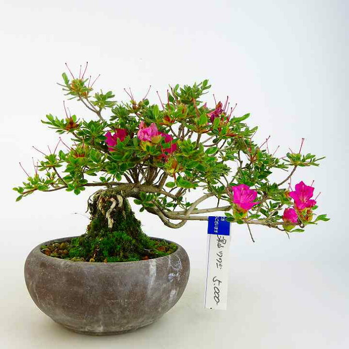 楽天市場】盆栽 深山つつじ ツツジ 花物 紅紫色花 ツツジ科 落葉樹 
