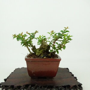 ~ Sg  7cm 邷ׂ Lagerstroemia indica TXx ~\nM TXx t Ϗܗp i i 