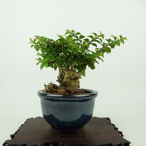 ~ Sg  10cm 邷ׂ Lagerstroemia indica TXx ~\nM TXx t Ϗܗp i i 