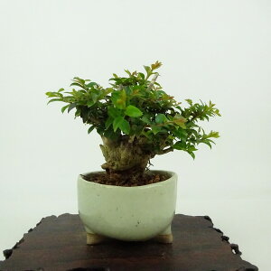 ~ Sg  8cm 邷ׂ Lagerstroemia indica TXx ~\nM TXx t Ϗܗp i i 