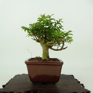 ~ Sg  11cm 邷ׂ Lagerstroemia indica TXx ~\nM TXx t Ϗܗp i i 