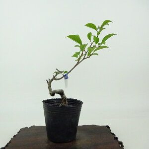~ ~[  14cm ߂ǂ Ilex serrata EhL Y `mL t Ϗܗp i i