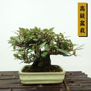 ~   11cm 񂮂 ~ Elaeagnus JO~ ~ Ύ Ϗܗp i i