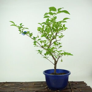 ~ GSmL  36cm ̂ Styrax japonicus  GSmL t Ϗܗp i 
