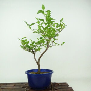 ~ GSmL  36cm ̂ Styrax japonicus  GSmL t Ϗܗp i 