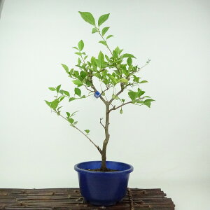 ~ GSmL  36cm ̂ Styrax japonicus  GSmL t Ϗܗp i 