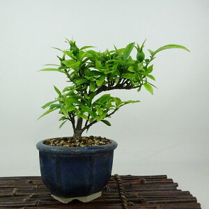 ~ q  15cm Ȃ Gardenia jasminoides N`iV AJl N`iV Ύ Ϗܗp i i