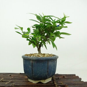 ~ q  15cm Ȃ Gardenia jasminoides N`iV AJl N`iV Ύ Ϗܗp i i