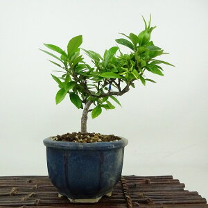 ~ q  15cm Ȃ Gardenia jasminoides N`iV AJl N`iV Ύ Ϗܗp i i