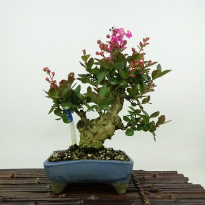 ~ Sg  23cm 邷ׂ Lagerstroemia indica TXx ~\nM TXx t Ϗܗp i