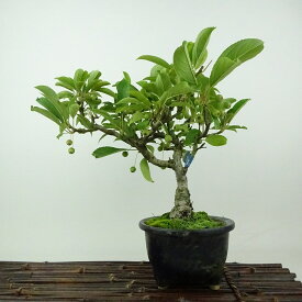 盆栽 海棠 樹高 約23cm かいどう Malus micromalus カイドウ バラ科 落葉樹 観賞用 現品
