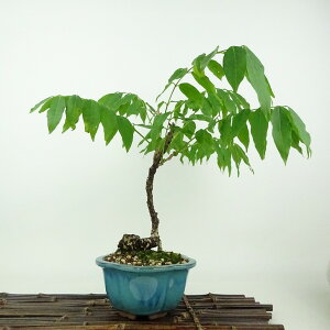 ~  ˓  24cm ӂ Wisteria floribunda tW TL 鐫 } tW t Ϗܗp i 