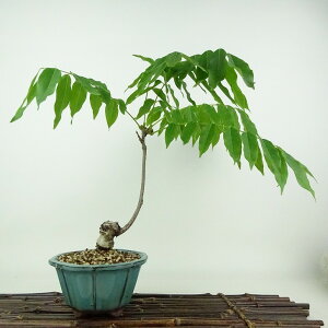 盆栽 藤 一才藤 樹高 約28cm ふじ Wisteria floribunda フジ ムラサキ つる性 マメ科 フジ属 落葉樹 観賞用 現品 送料無料