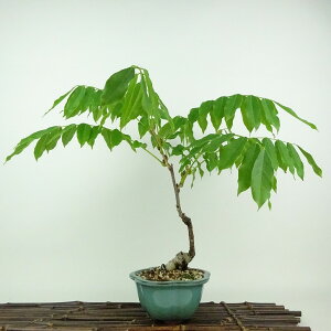 ~  ˓  30cm ӂ Wisteria floribunda tW TL 鐫 } tW t Ϗܗp i 
